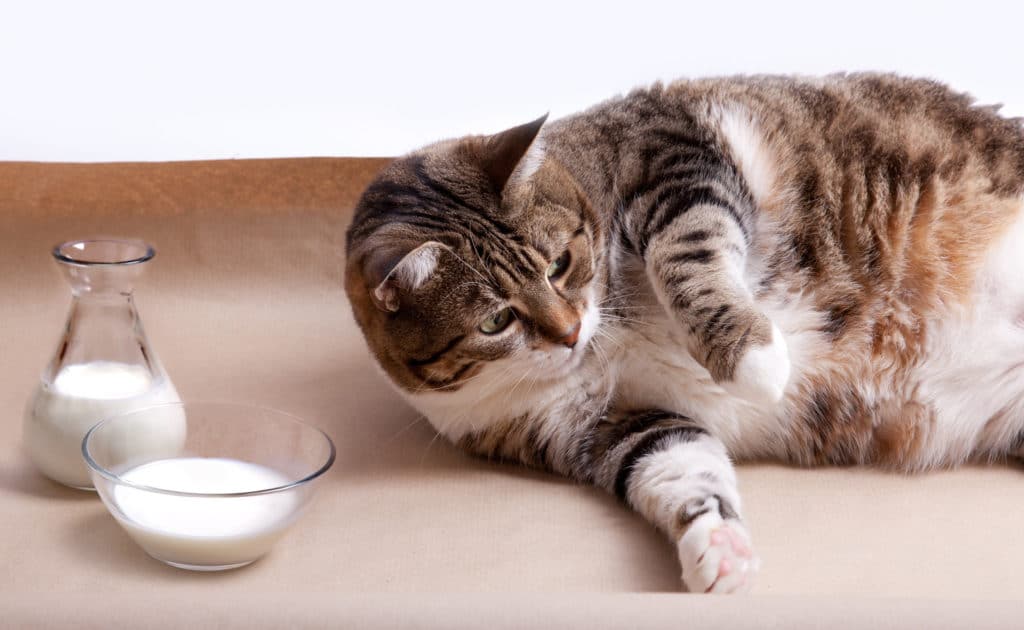 Un chat obèse gris et blanc couché sur son flanc sur un sol marron à coté d'une carafe et d'un bol de lait