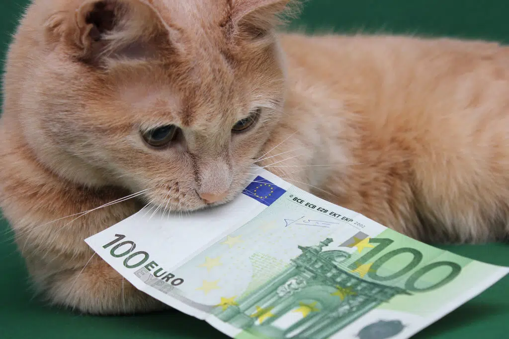 Un chat roux sur fond vert qui tient un billet de 100 euros entre ses dents