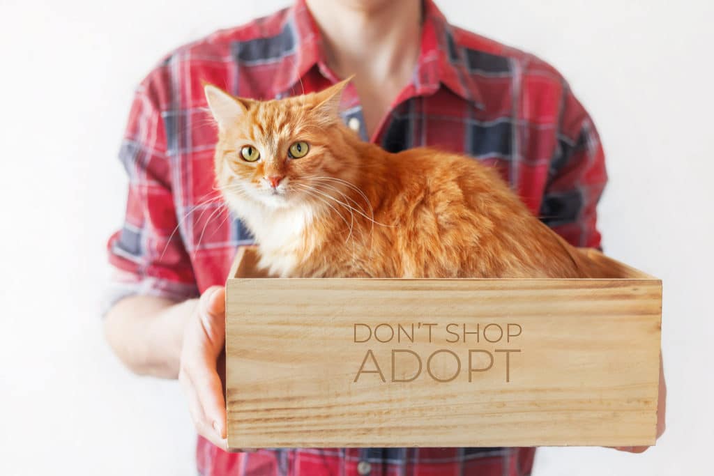 Un bénévole d'un refuge pour animaux tient une boîte avec un chat roux errant à l'intérieur. Homme en chemise à carreaux tartan rouge avec chat mignon. Symbole de l'adoption d'animaux.