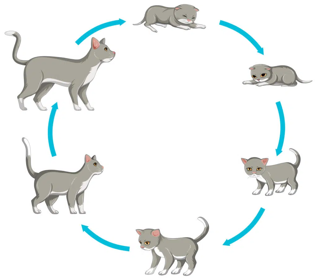 illustration sur fond blanc représentant les 6 étapes du cycle de la vie d'un chat du chaton au vieux chat