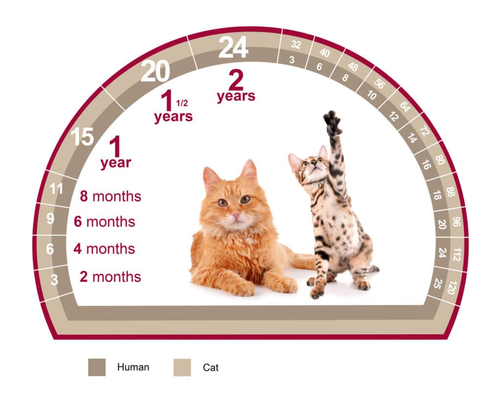 Un chat roux et un chaton rayé dans une illustration d'un compteur pour calculer l'age du chat
