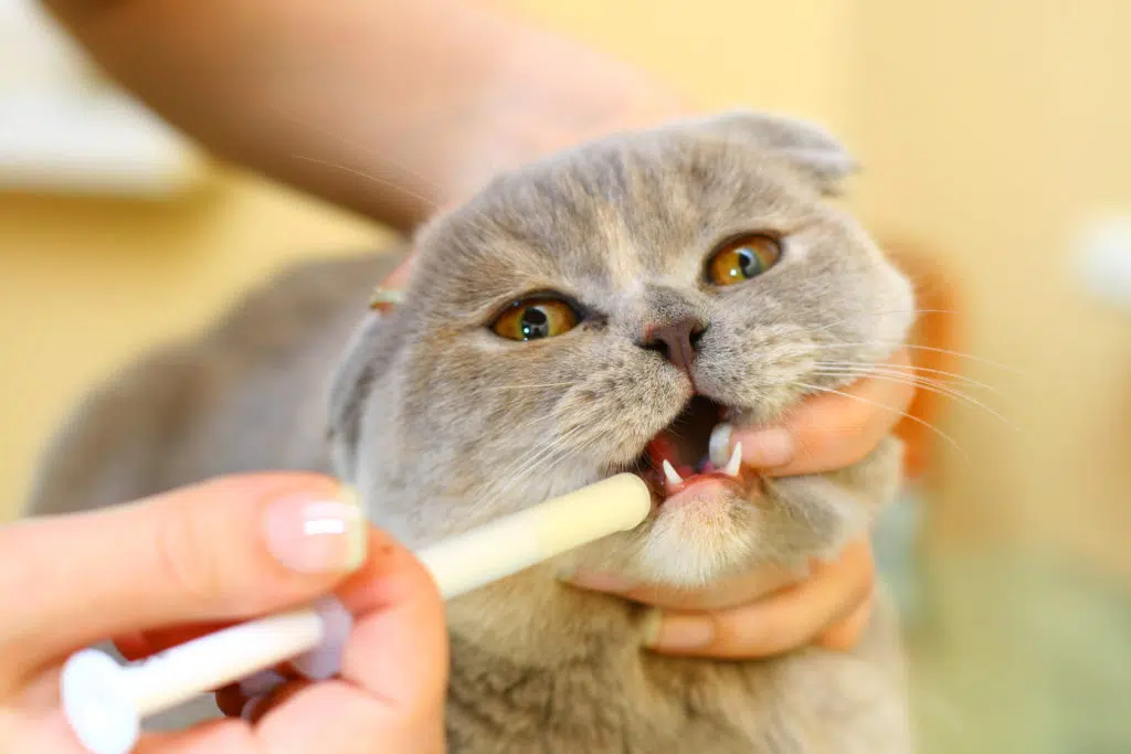 Un chat gris est forcé d'avaler son médicament à l'aide d'une pipette dans sa bouche. Une main blanche le tient.