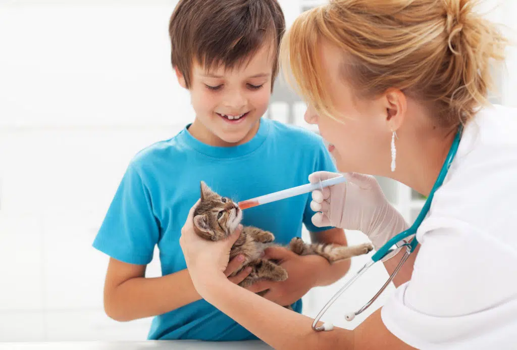 Un petit chatton rayé gris recoit son médicament à l'aide d'une pipette par une vétérinaire en blouse blanche et un petit garçon au t-shirt bleu