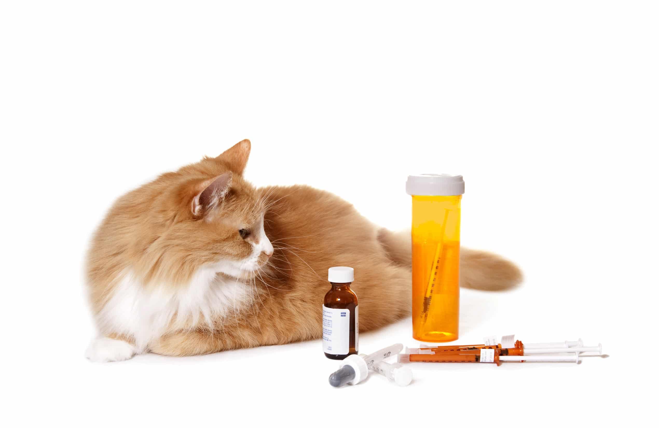 Un chat roux sur fond blanc qui regarde un ensemble de médicaments