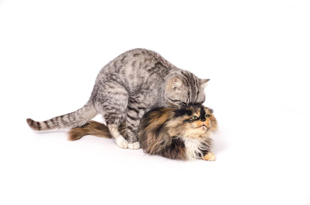Un chat gris et blanc et une chatte roux et noir à long poils qui s'accouplent