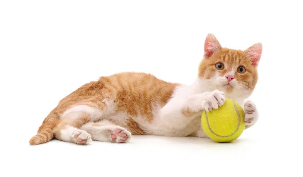 Un chat roux et blanc avec une balle de tennis jaune sur un fond blanc