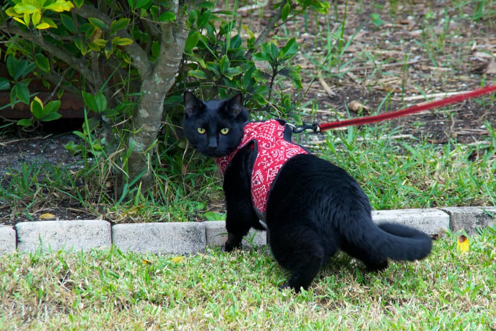 Un chat noir avec un harnais rose dans un jardin d'herbe verte avec des arbres en arrière plan