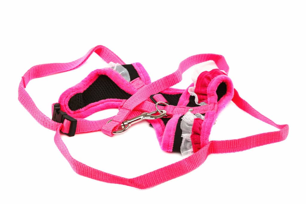 Un harnais pour chat rose sur fond blanc