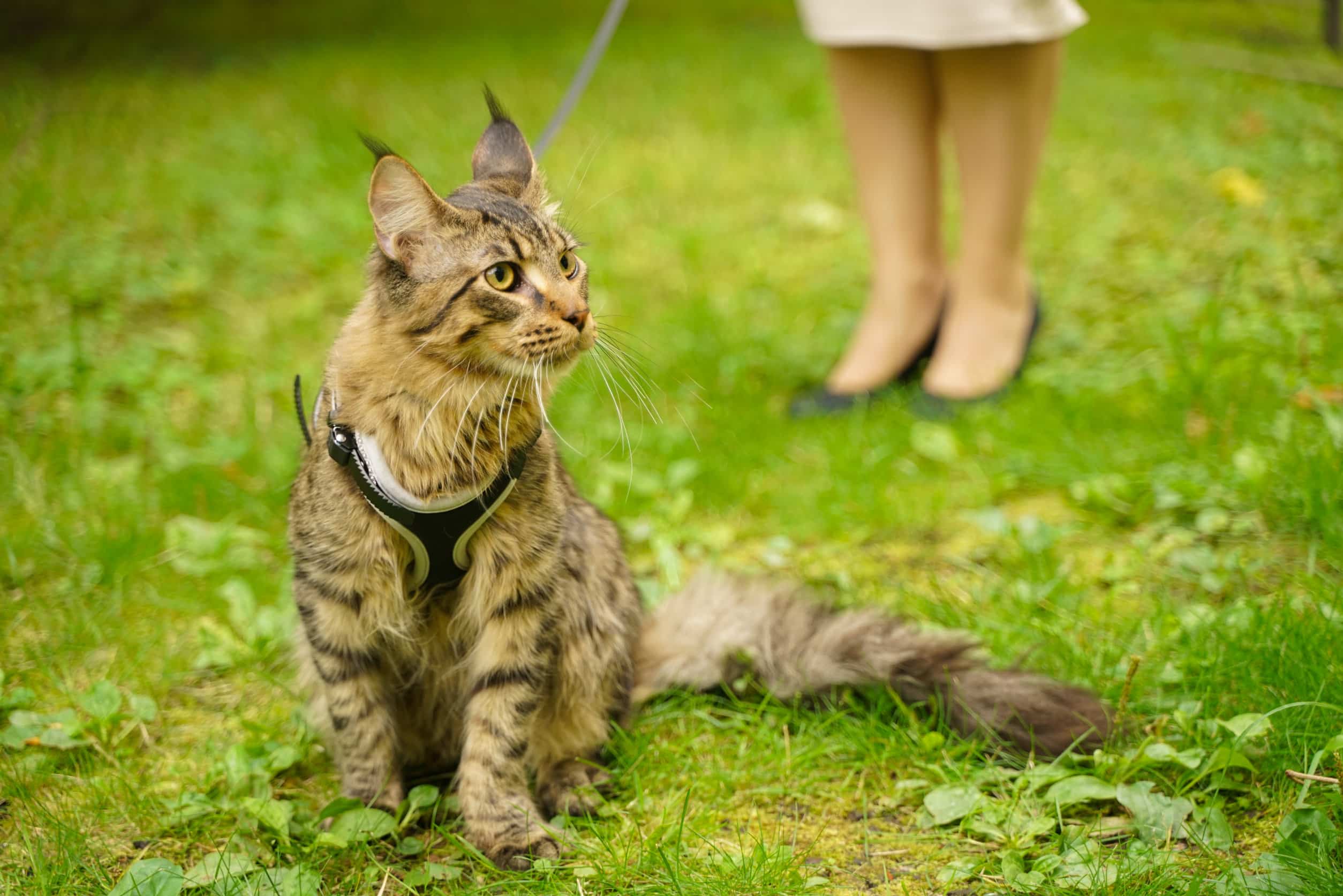 Un chat rayé pure race qui porte un harnais pour chat bleu au milieu d'herbe vertes avec des jambes de femme blanche en arrière plan