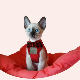 Harnais et laisse pour chat avec nœud papillon porté par un chat très confortable