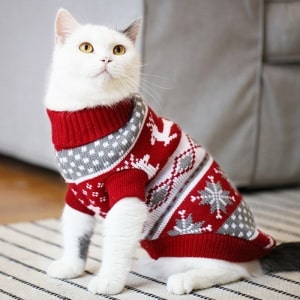 Pull de noël pour chat tricoté, confortable porté par un chat sur un tapis dans une maison