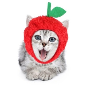 Bonnet en forme de pomme pour chat rouge porté par un chat gris