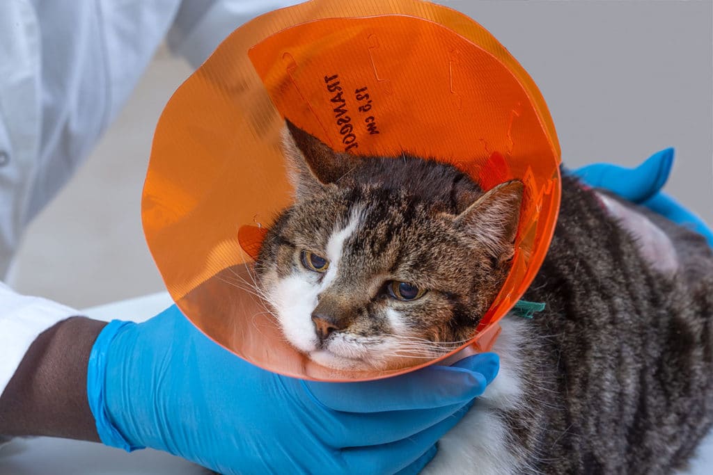 Un vétérinaire ne blouse blanche et gants bleu qui tient un chat gris et blanc avec une collerette en plastique orange autour du cou