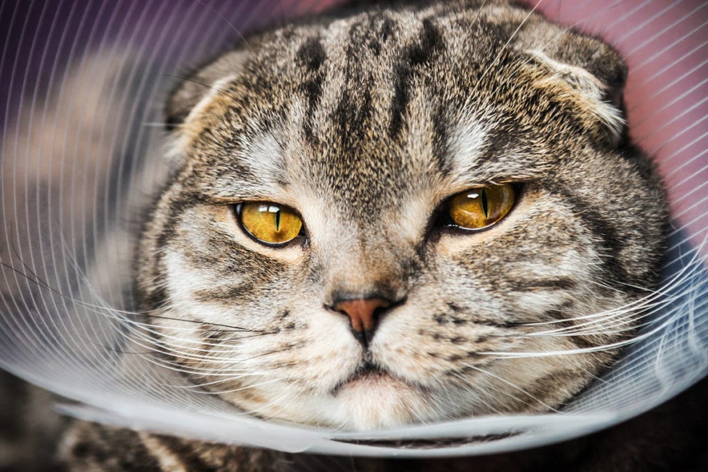 Un chat gris et blanc avec des yeux jaunes la tête dans une collerette en plastique transparent