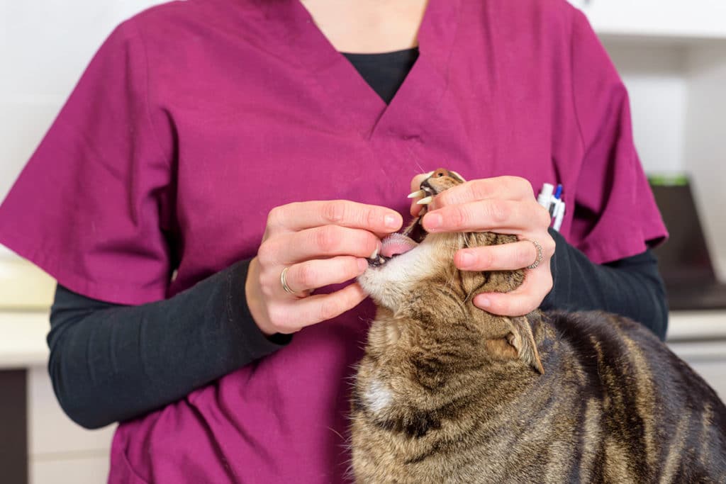 Un vétérinaire en blouse bordeaux qui administre un vermifuge à un chat rayé gris et blanc