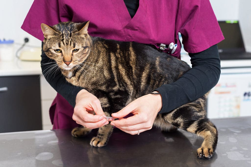 Un vétérinaire avec une blouse bordeaux qui tient dans ses bras un chat rayé et elle tient une pillule de vermifuge dans les mains