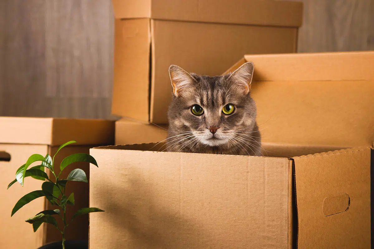 Un chat gris aux yeux vert dans une caisse en carton de déménagement il y a d'autres caisse en carton derriere et une plante verte devant