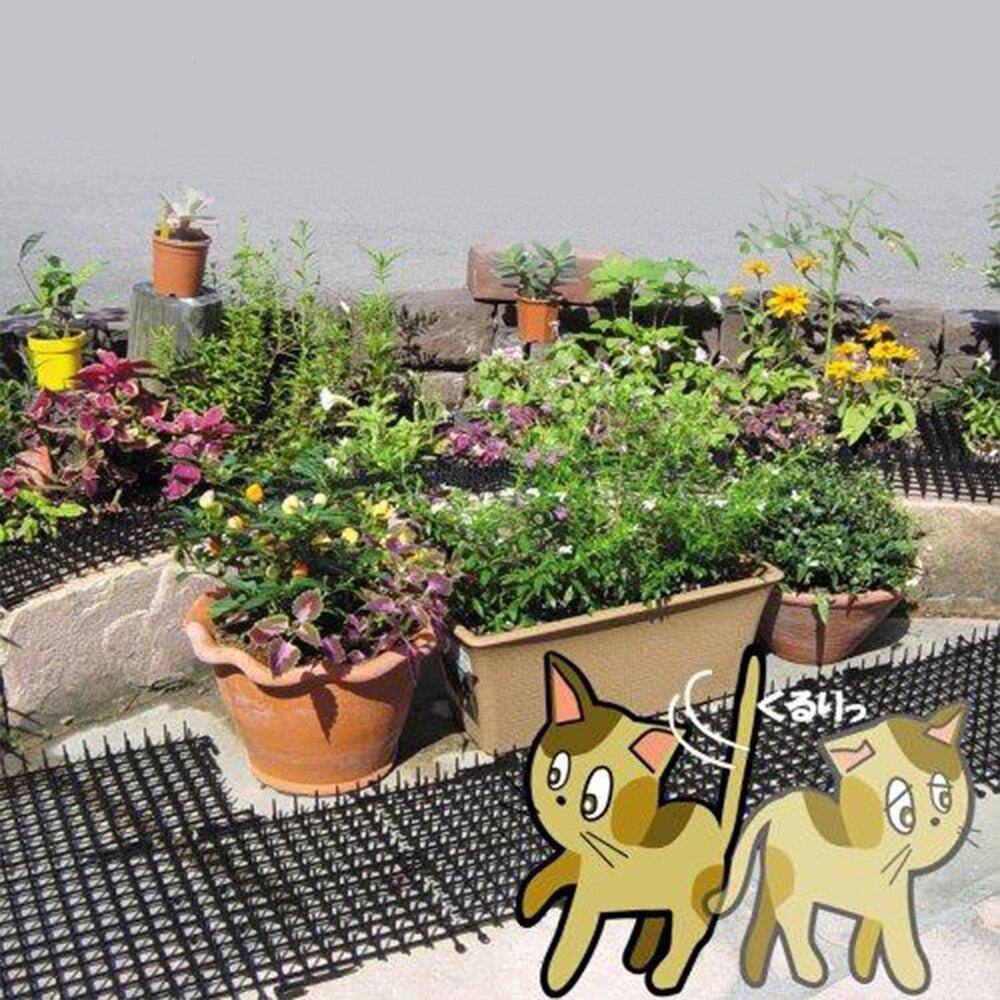 des bandes piqueuse repuslive chat à terre autour de pot de fleur dans un jardin