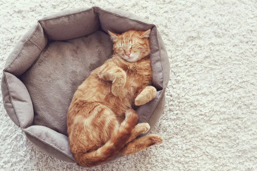 Vue d'en haut sur un chat roux couché dans un panier pour chat bordeaux sur un tapis de laine blanc