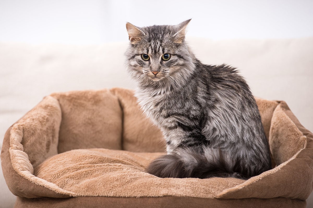 Un chat maine coon a long poils gris dans un panier pour chat en tissus marron sur fond blanc.