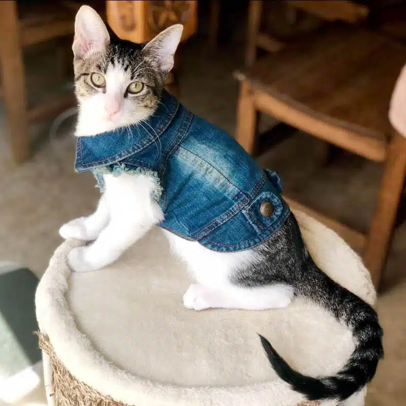 Manteau Veste en jean pour chat, porté par un chat très à la mode