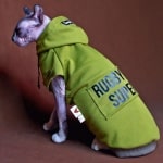 Pull à capuche vert pour chat vert, confortable, porté par un chat