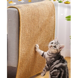 Découvrez comment mettre un harnais à un chat - Chatounette