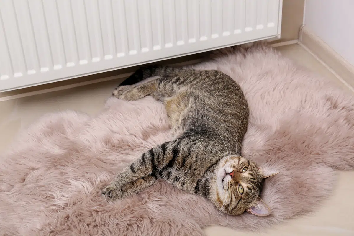 Une chatte en chaleur grise à rayure couchée sur une carpette en peau d'ours beige devant un radiateur blanc