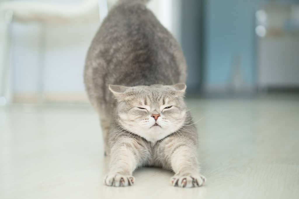 Un gros chat paresseux gris qui s'étire sur avant de faire de l'exercice