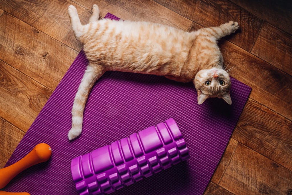 Un chat roux et blanc couché sur un tapis de sport mauve sur un parquet de bois marron. Il y a un rouleau de yoga mauve.