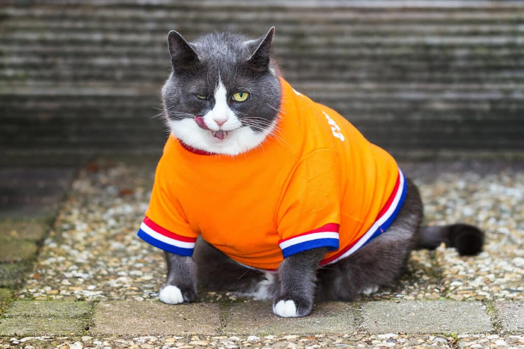 Un gros chat obèse noir et blanc il passe la langue et porte un maillot de foot orange bleu et blanc il est en extérieur sur un sol de pierre
