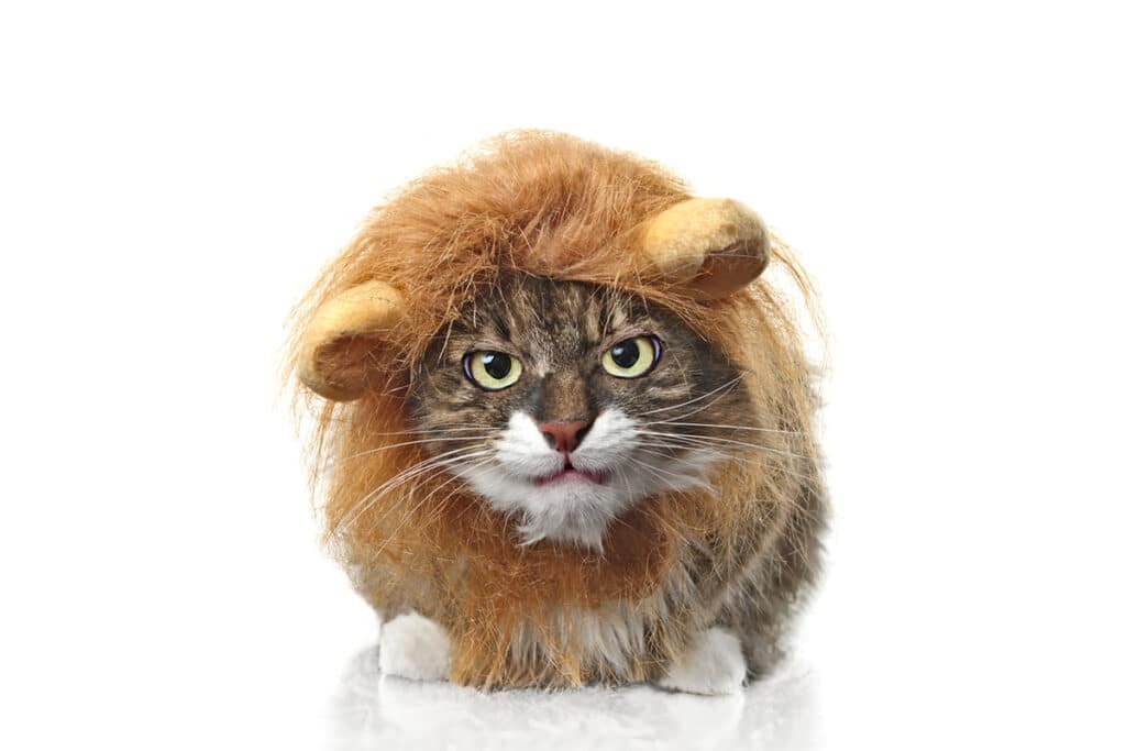 Un chat aux longs poils gris et blanc sur fond blanc. Le chat porte un déguisement de lion avec une fausse crinière marron
