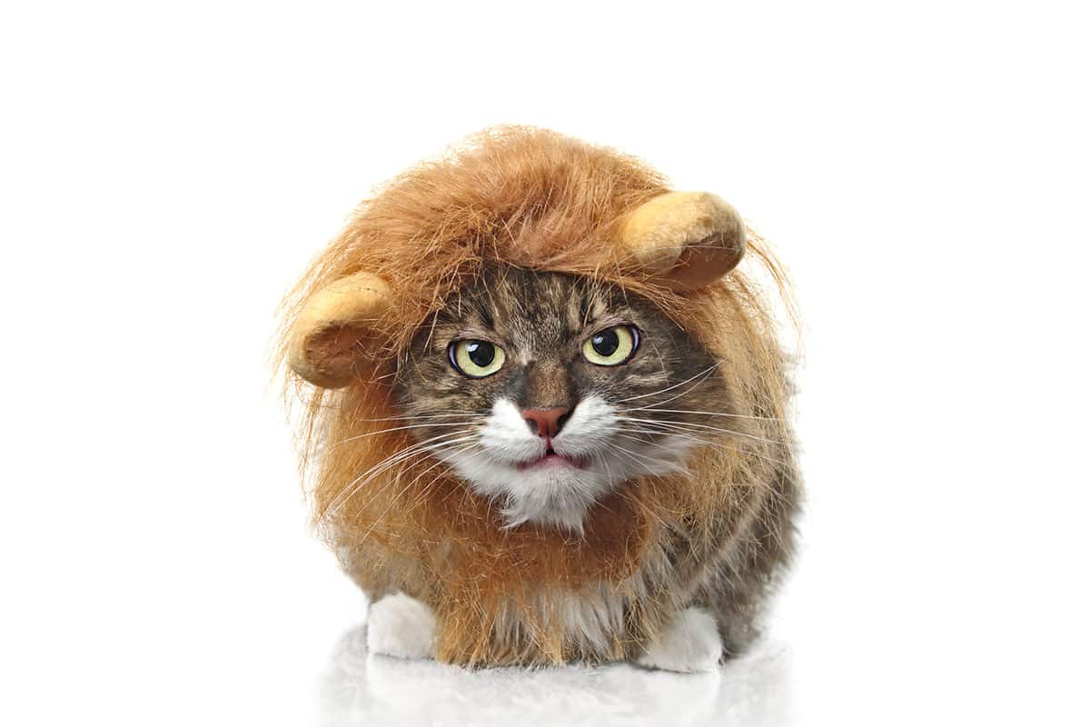 Un chat aux longs poils gris et blanc sur fond blanc. Le chat porte un déguisement de lion avec une fausse crinière marron