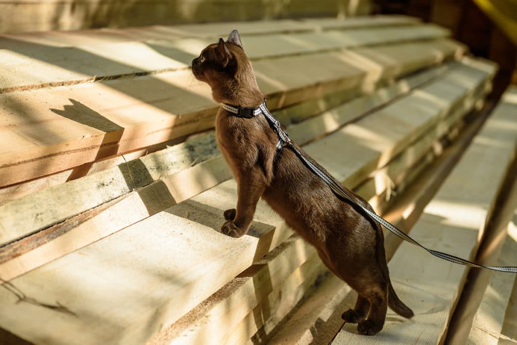 Un chat Burma aux poils noirs qui porte un harnais noir il monte sur des planches de bois marrons
