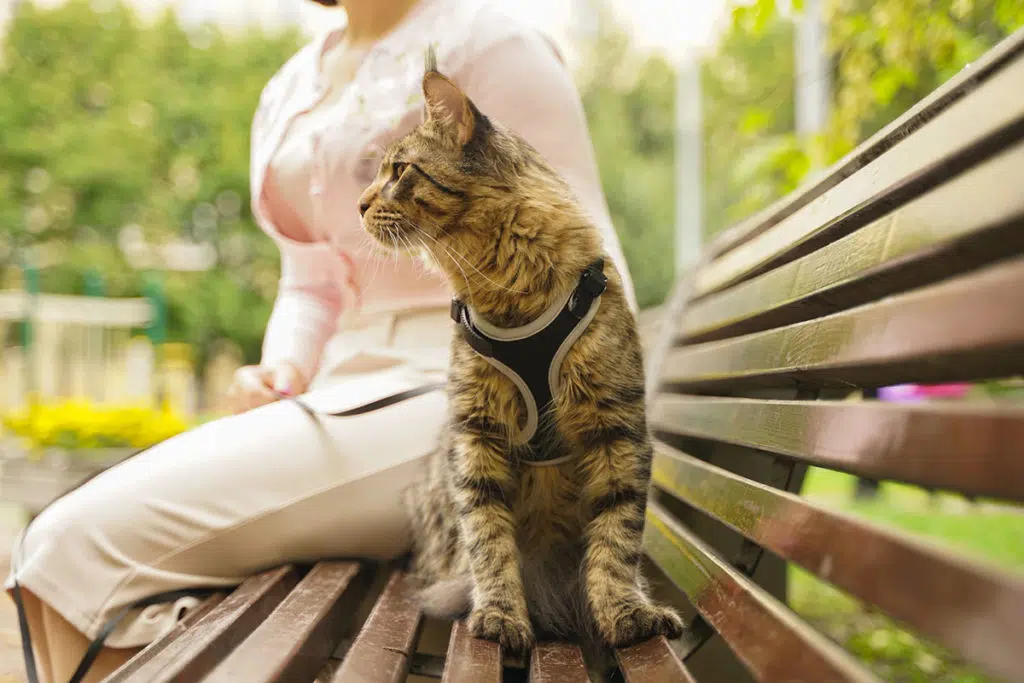 Un chat à poils gris et longs qui est assis sur un banc dans un parc à coté d'une femme. Le chat porte un harnais pour chat noir.