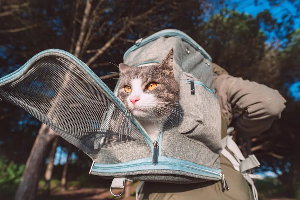 Un chat gris et blanc passe la tête par l'ouverture de son sac de transport. Le sac est sur le dos de son maître qui roule à vélo dans les bois