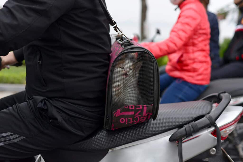 Un homme roule sur un scooter avec un chaton blanc et roux posé dans un sac de transport pour chat à l'arrière du scooter. Il y a d'autres gens en scooter en arrière plan