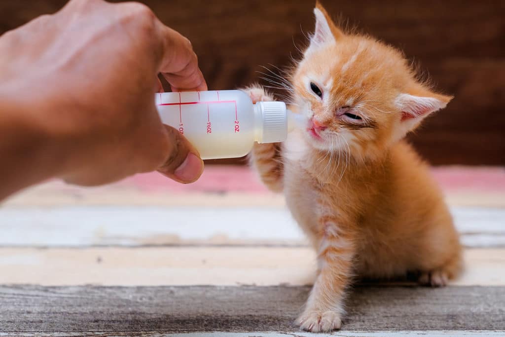 Une main d'homme qui hydrate un bébé chaton roux qui est mourant avec un petit biberon d'eau