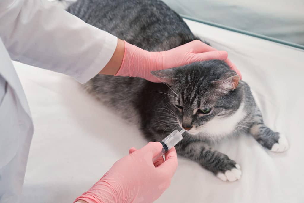 Un vétérinaire en blouse blanche qui hydrate un chat gris et blanc avec une seringue d'eau.
