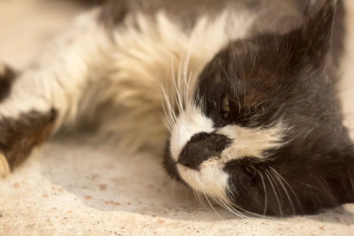 Un chat noir et blanc qui est mourant et sale et couché sur un sol de béton