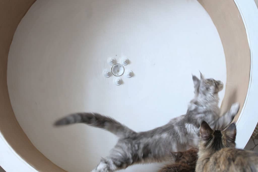 Un chat mainecoon adulte gris qui court dans une roue pour chat en carton. Il y a des chats en premier plan
