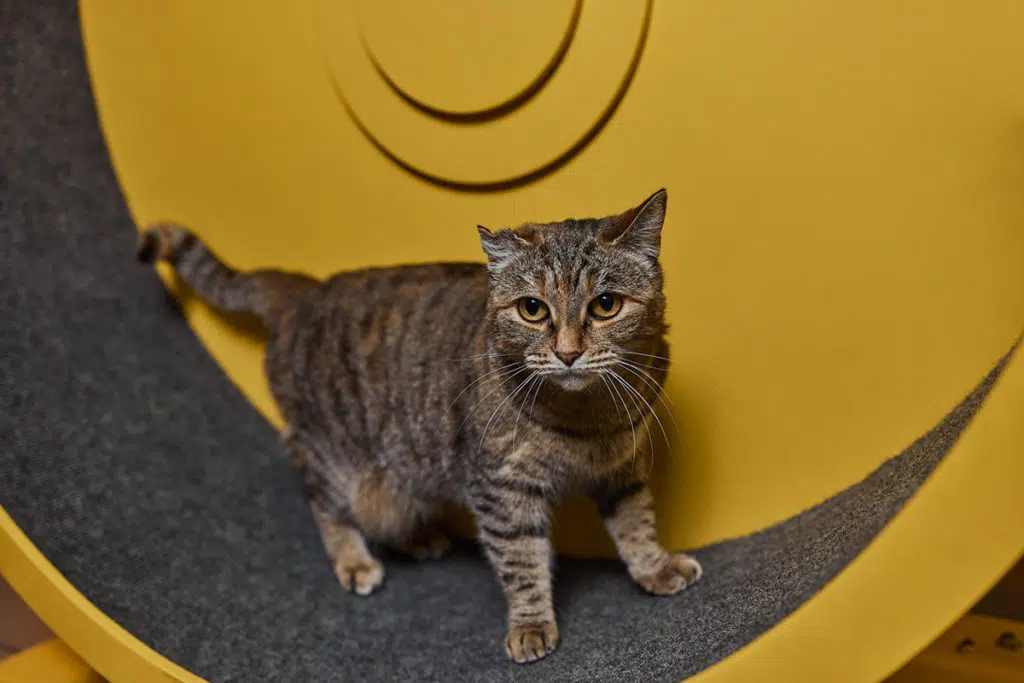 Un chat adulte rayé gris et marron dans une roue pour chat jaune avec un tapis gris.