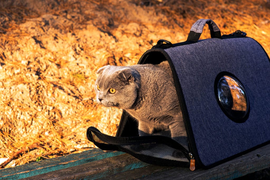 Un chat gris de race Chartreux qui sort de son sac de transport pour chat . Le sac est posé sur un tas de bois. Soleil en arrière plan