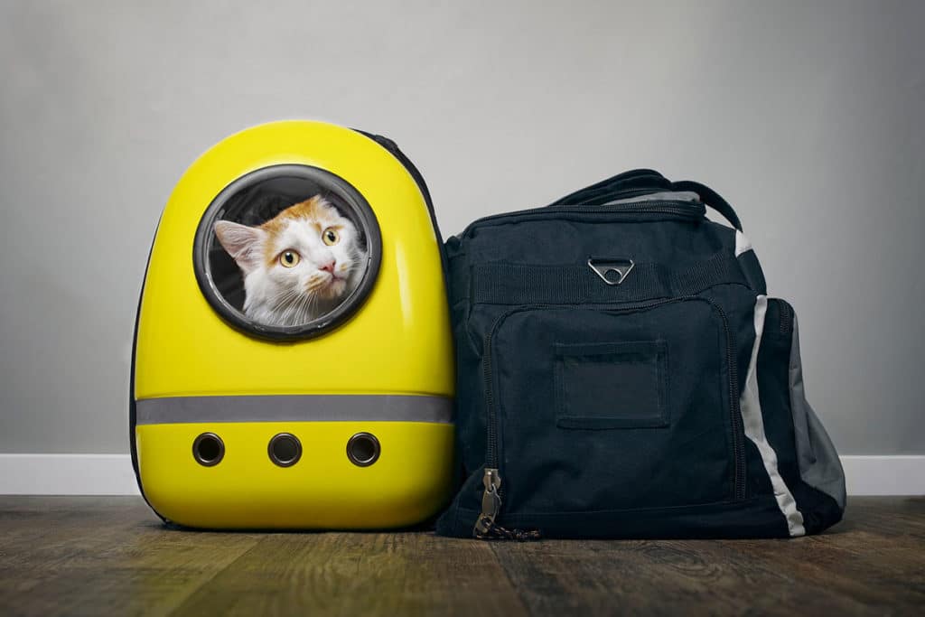 Deux sac posé sur un parquet dans une maison. Il y a un sac de sport et un sac de transport pour chat avec un chat roux dedans qui regarde par le hublot le sac de transport pour chat est jaune avec un hublot transparent