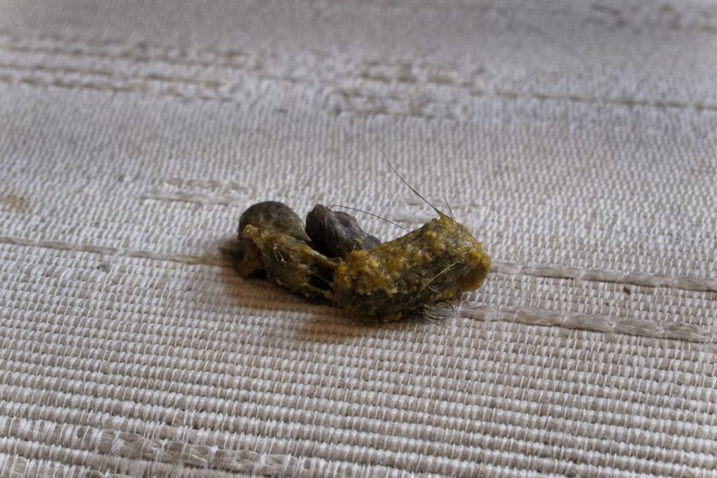 Zoom sur un vomis de chat qui avait des boules de poils.