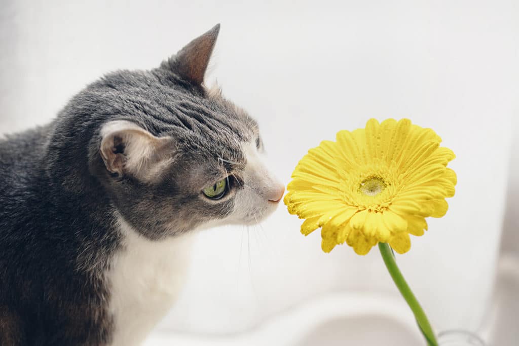 Un chat adulte gris et blanc qui renifle une grande fleur jaune.