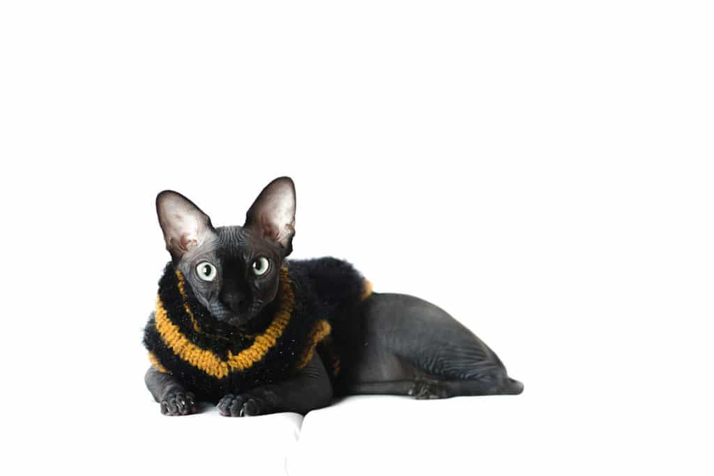 Un chat noir de race Sphyn aux yeux bleu sur fond blanc. Le chat porte un gilet noir et jaune tricoté