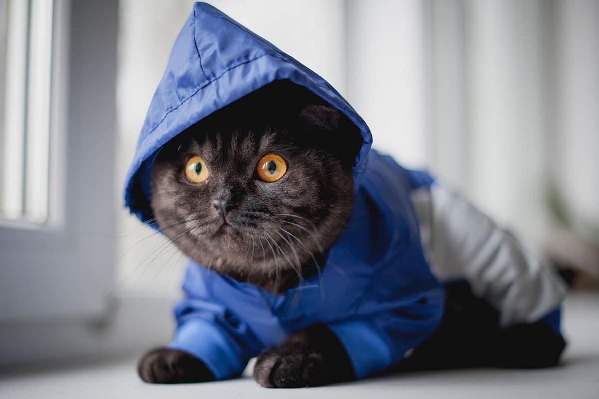 Un beau chat noir aux yeux jaunes qui porte des vêtements pour chat. Le chat porte un sweat à capuche bleu