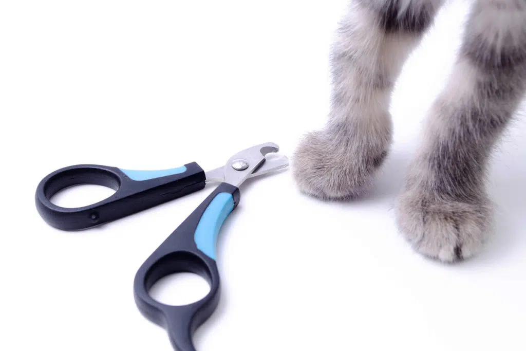 Voici les meilleures méthodes pour couper les griffes d'un chat