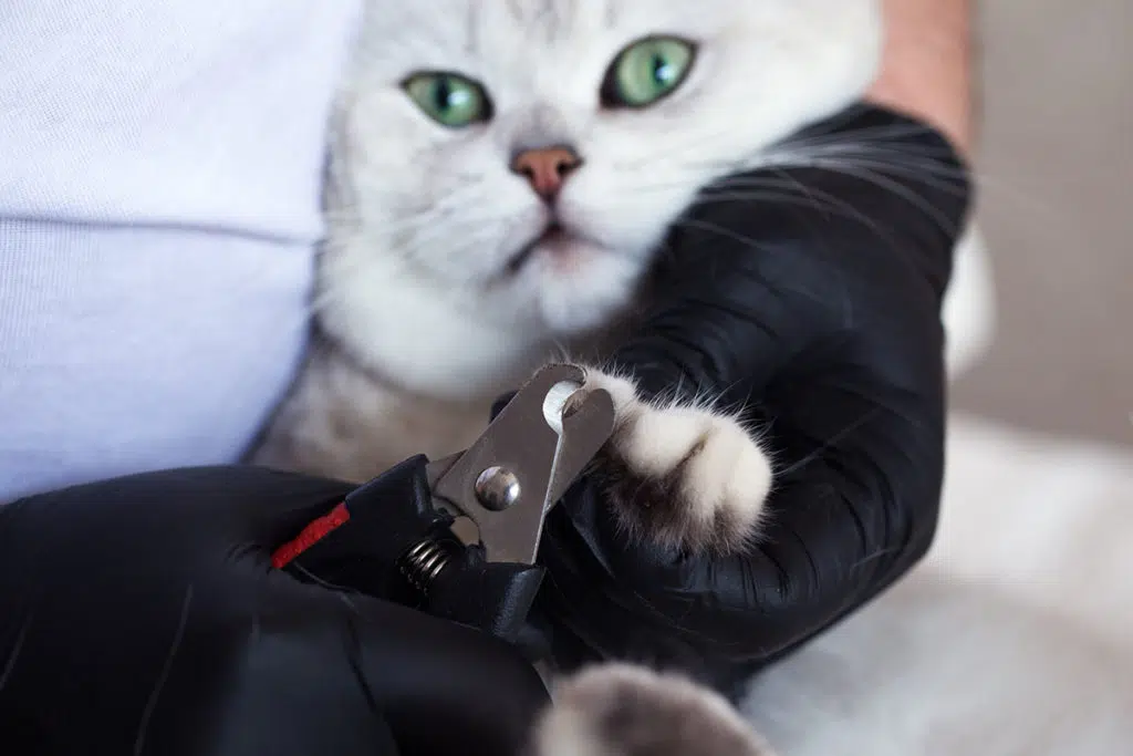 Un chat brtish blanc aux yeux verts qui se fait couper les ongles avec un coupe griffes chat noir